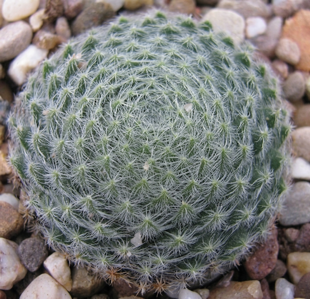 Sempervivum borissovae 
